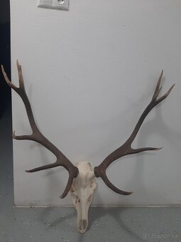 Predám trofej jelena - 2