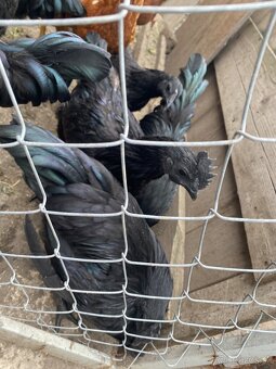 Ayam Cemani - 2