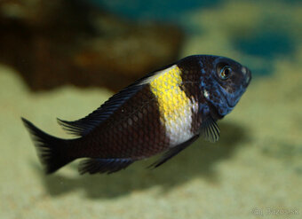 Tropheus dubois maswa , moliro , nkonde , bemba - 2