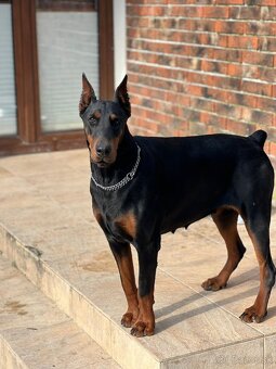 Doberman - 2