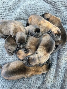 Belgicky ovčiak malinois - 2
