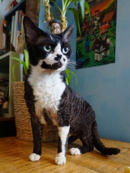 Devon rex kocour s PP - 2