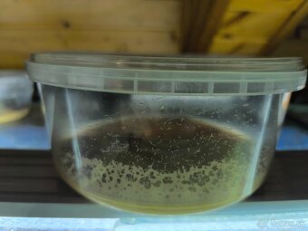 Živé krmivo/Mikra/Microworms - 2
