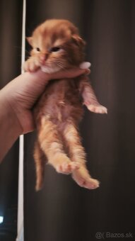 Ryšavý kocúrik Maine coon k rezervácii, aj na splátky - 2
