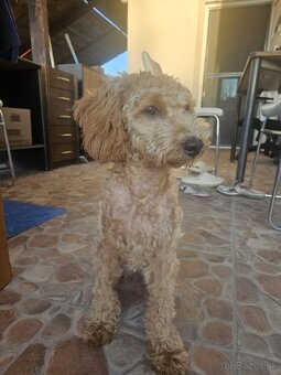 Maltipoo - 2