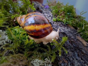 Slimák africký - Archachatina marginata Ovum silver body - 2