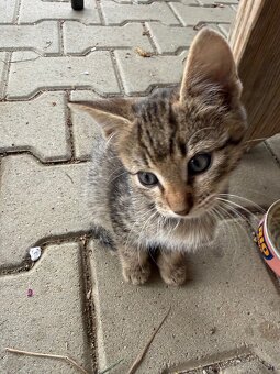  DARUJEM MAČIČKU - 2