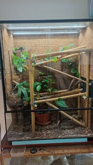 Terarium -predam/vymenim - 2