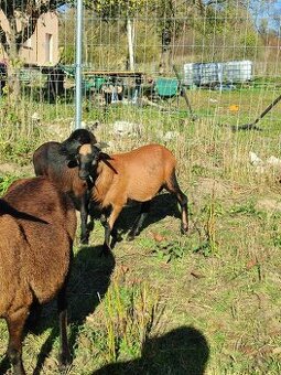 Baran kamerunský - 2