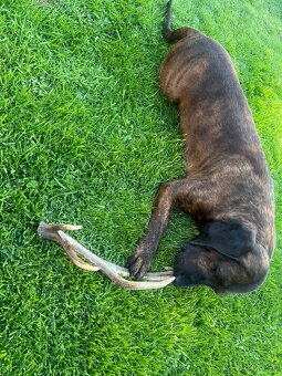 Hanoverský farbiar na krytie - 2