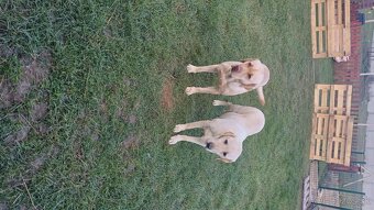 Šteňatá labrador čistokrvný - 2