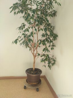 Izbova rastlina Fikus - 2