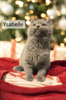 Britska macka s PP - 2