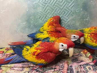 Ara arakanga (macao) - 2