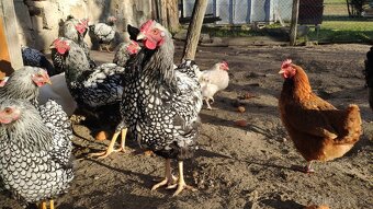 Wyandotky kohúty - 2