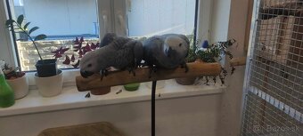 Žako kongo maznáčikovia - 2