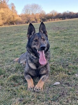 Nemecký ovčiak - 2