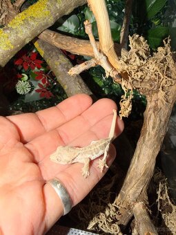 Pagekon riasnatý + Terárium - 2