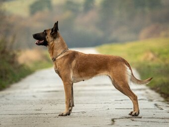 Belgický ovčiak malinois - 2