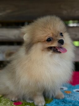 Pomeranian Mini fenečka PP FCI - 2