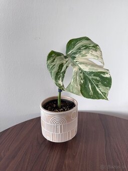 Monstera - 2