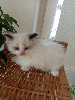 mačiatka Ragdoll - 2