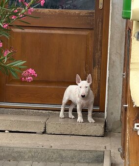 miniaturny bullterrier, bullterrier - 2