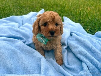 Pudel / pudlík - trpaslíči, šteniatka chlapci - 2