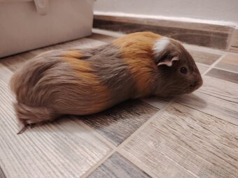 Morské prasiatko - 2