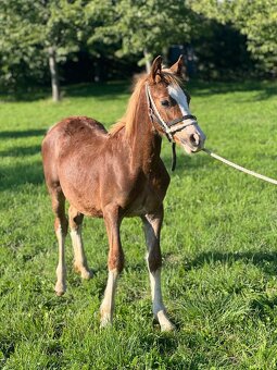 Hřebec Welsh Cob v atraktivní barvě - 2