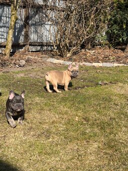 Francúzsky buldocek - 2