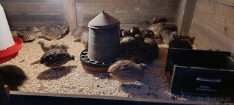 Japonske prepelice - 2