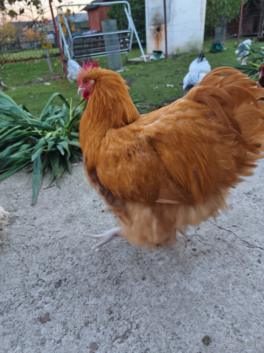 Orpingtonka žltá velká forma - 3