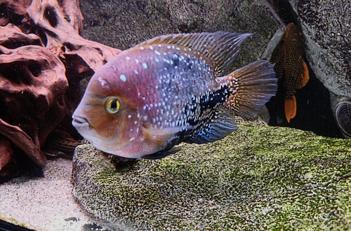 Vieja synspila blue spotted - 3