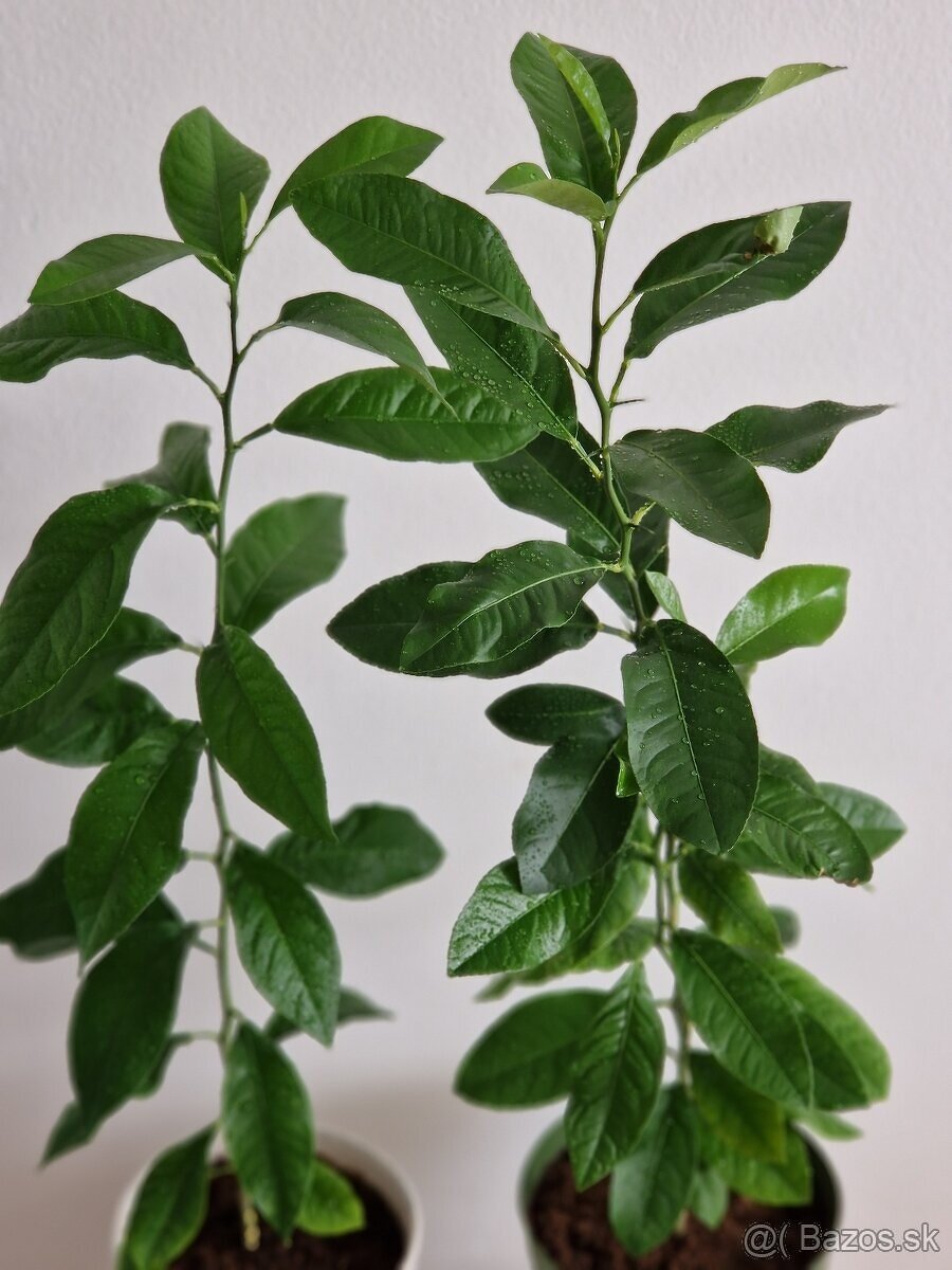 Citronovník - 3
