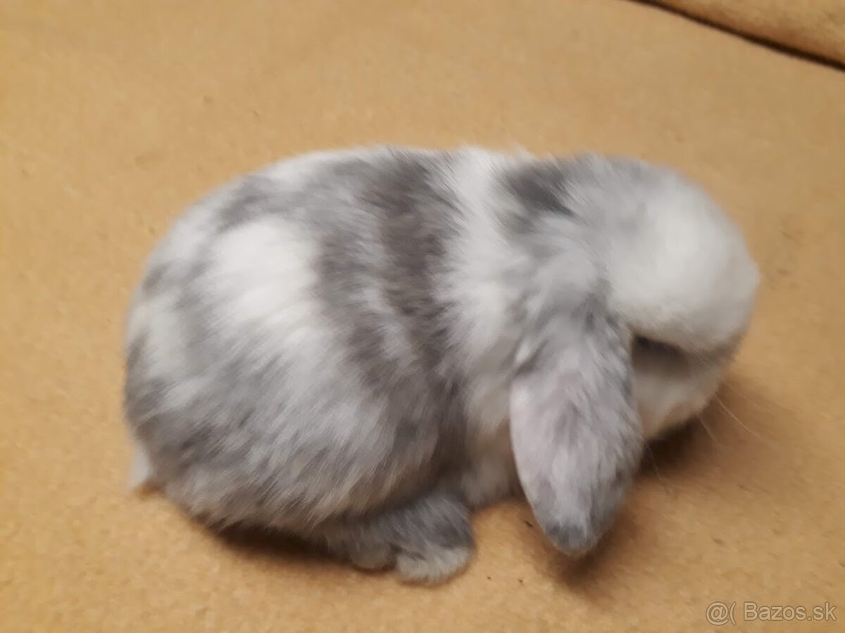 Zakrslý baranček -zdrobnelý - 3