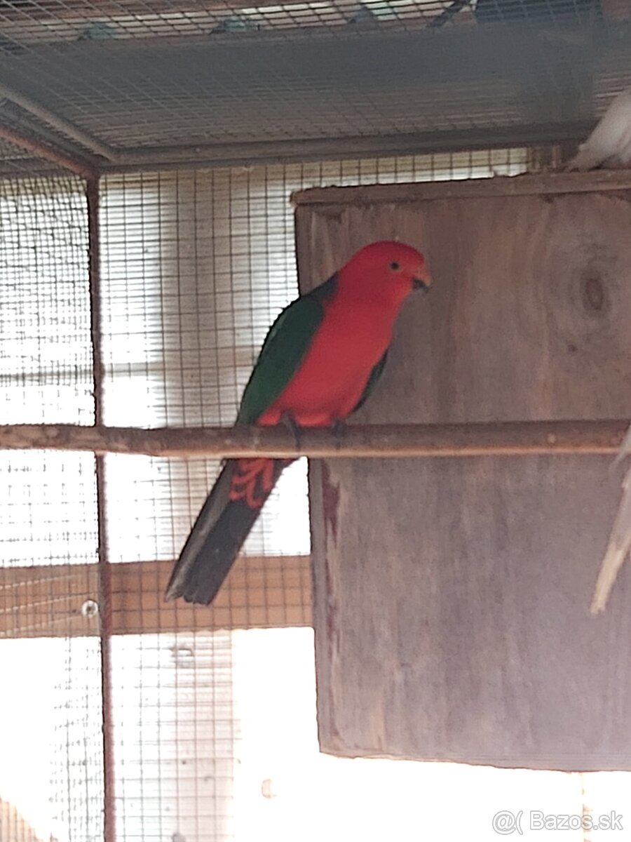 Papagáj kráľovský - 3