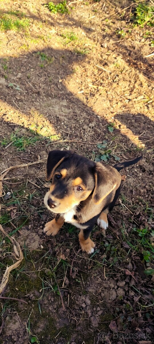 Darujem šteniatka - 3