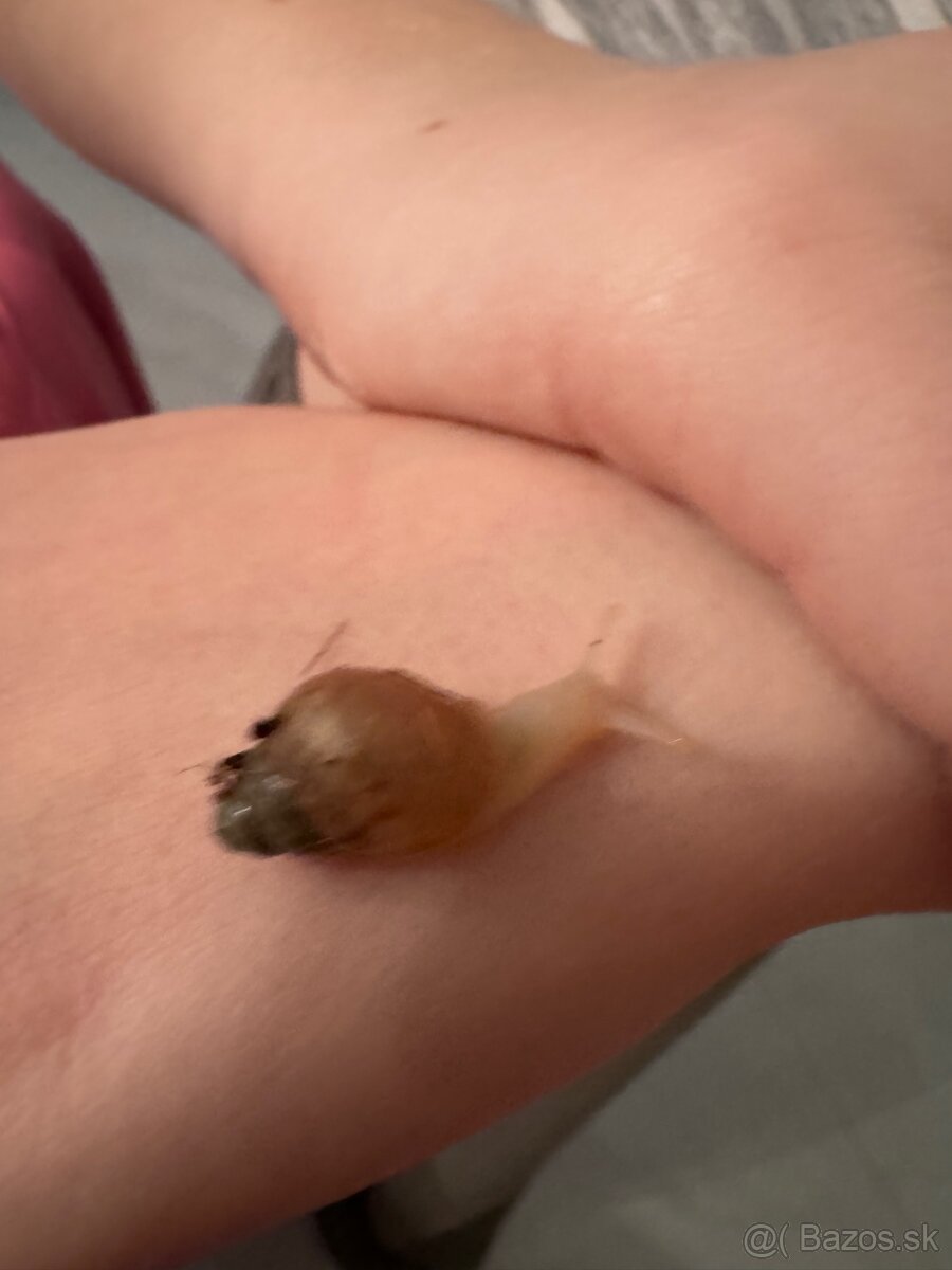 Africký slimáčikovia - 3