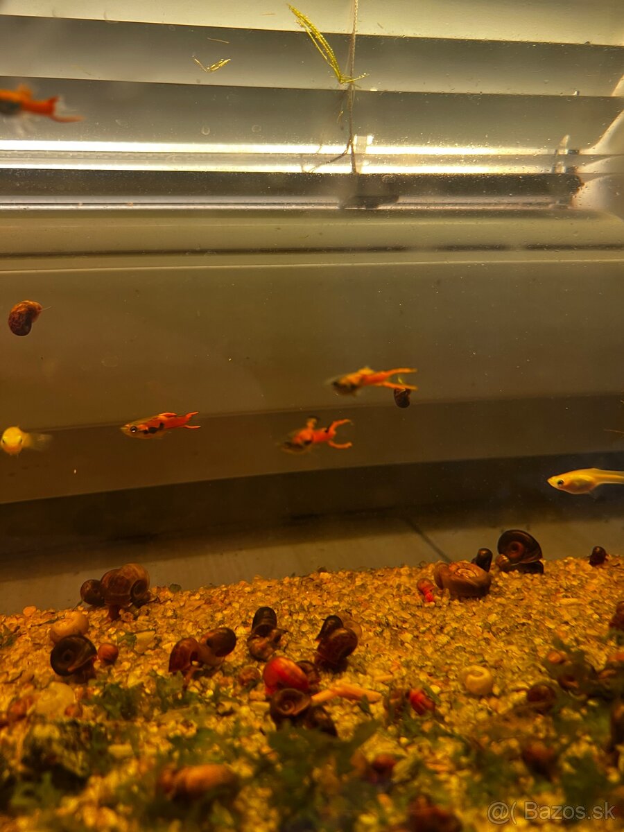 Gupky | Endlerky | Živorodky (NR) - 3