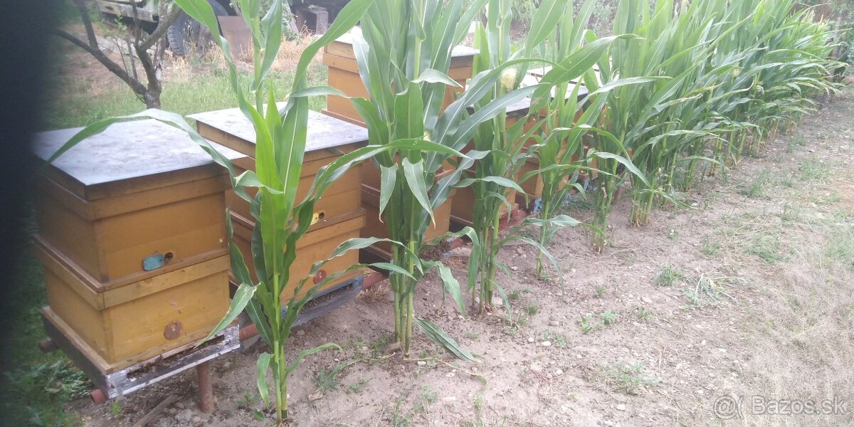 Predám včely - 3