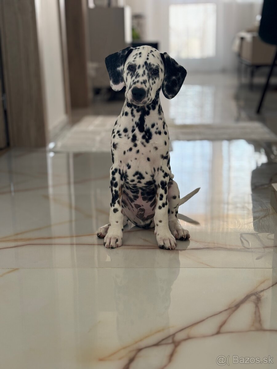 Ponúkam na krytie dalmatínskeho psa - 3