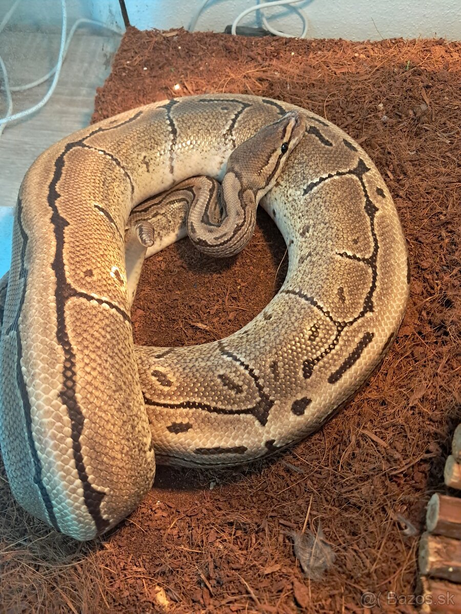 Python regius - pinstripe - 3