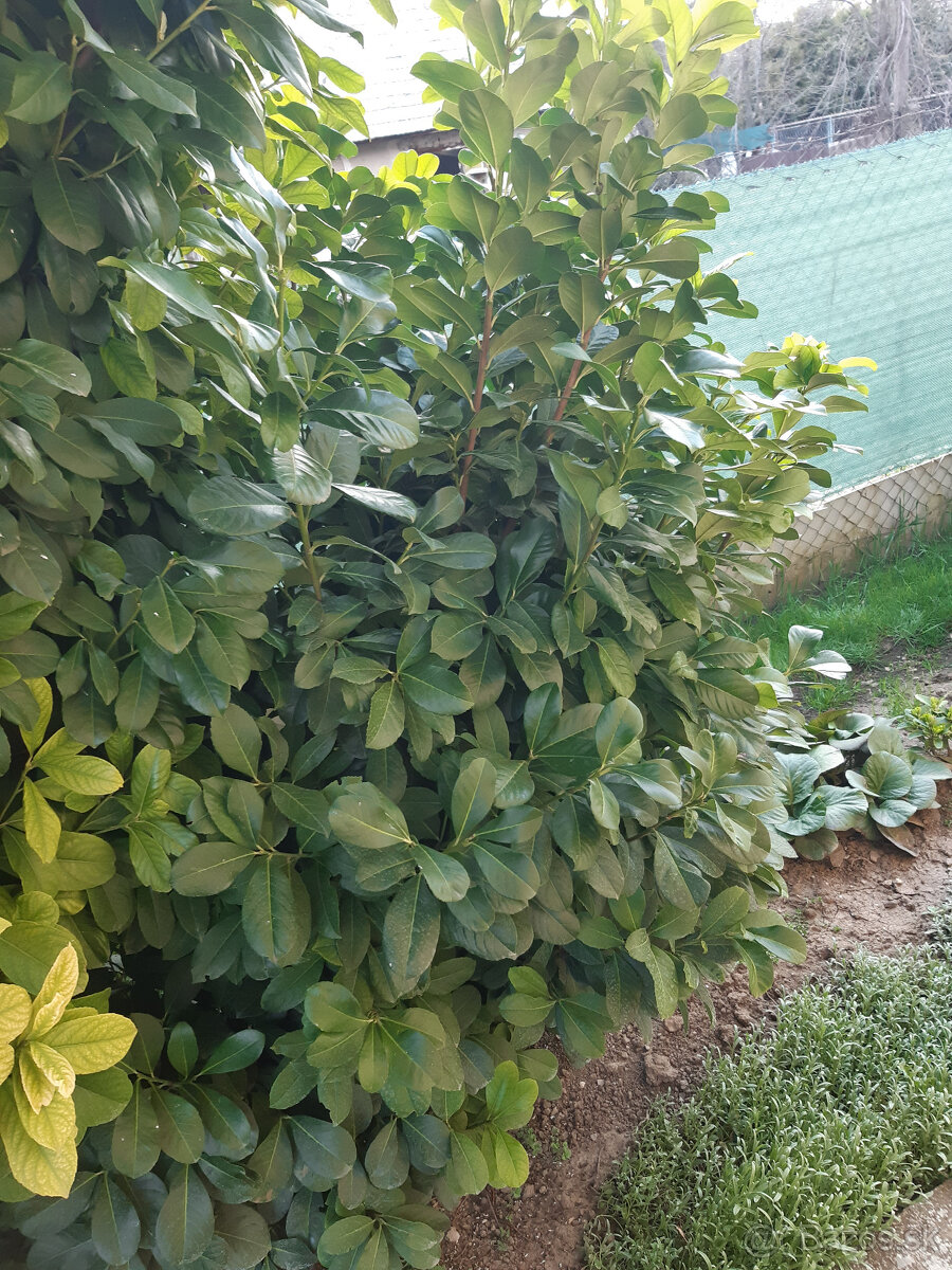 Vavrinovec 200cm - 3