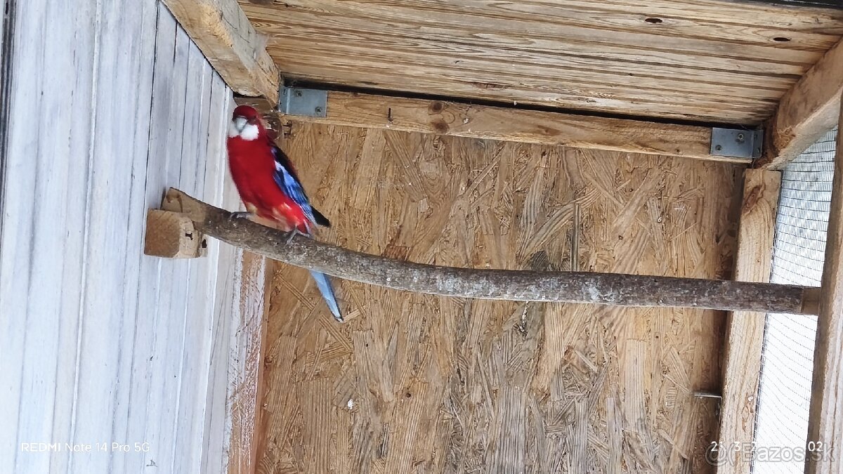 Rozela pestrá červená - 3