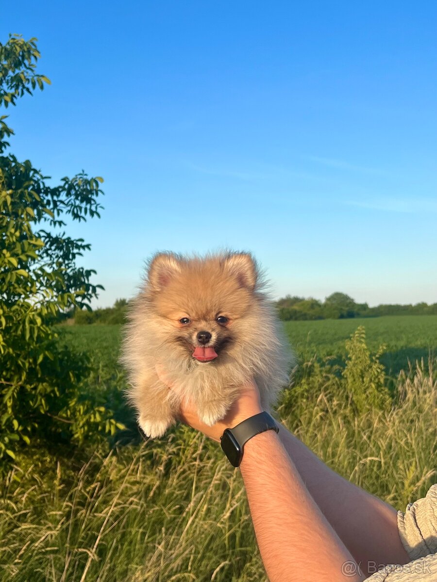 Pomeranian Teddy - 3