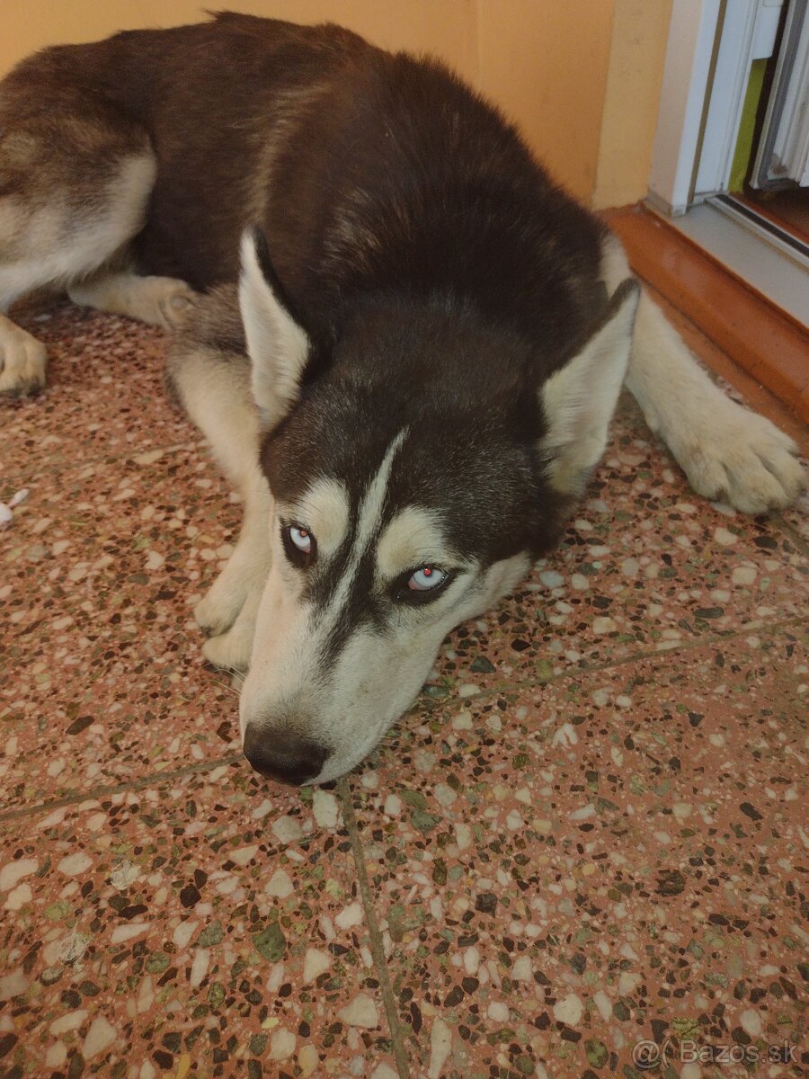 Husky - 3