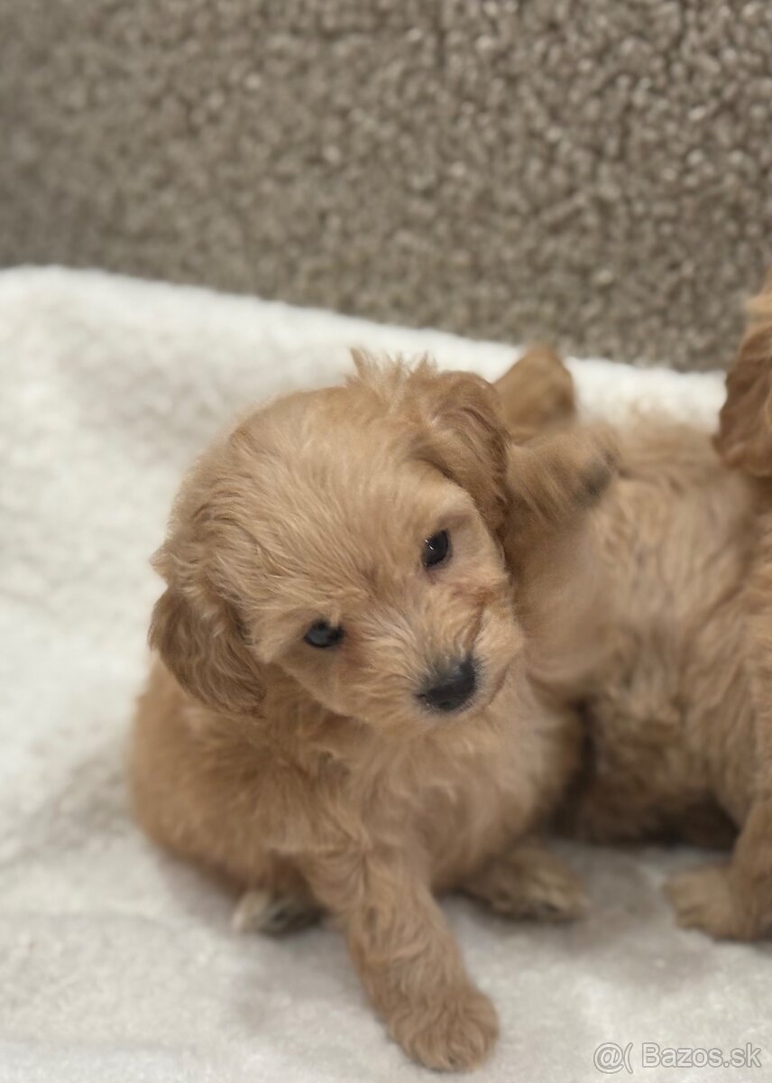 Maltipoo - 3