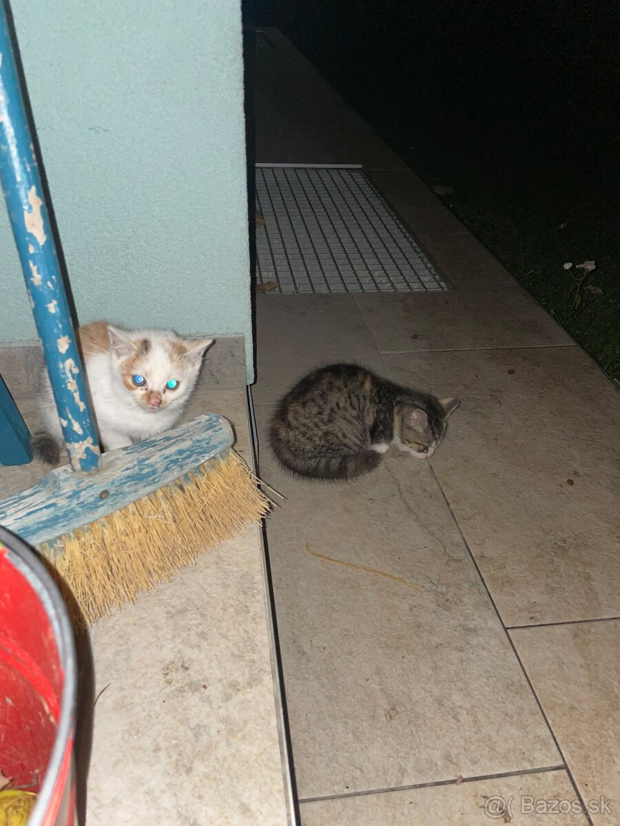 Darujem dve mačiatka - 3