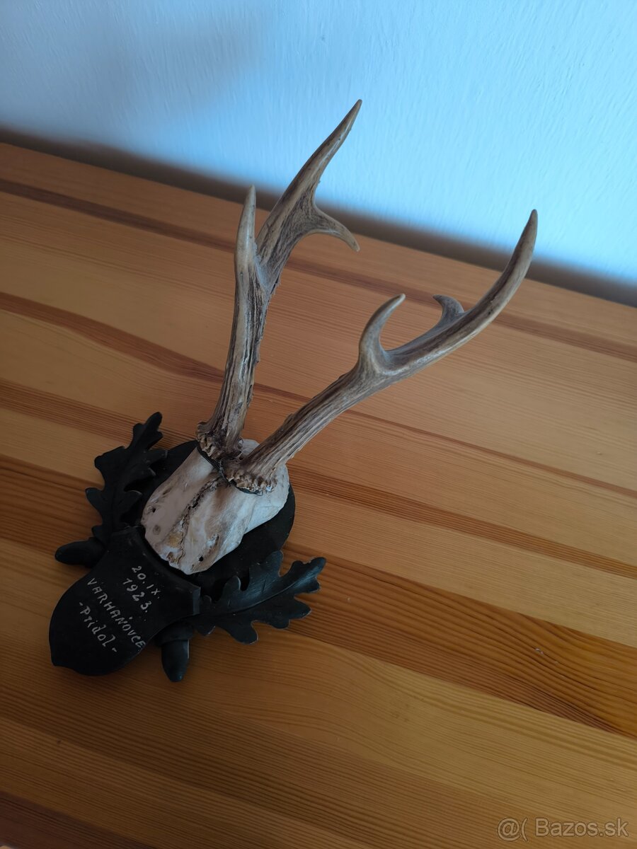 Trofeje srnca - 3